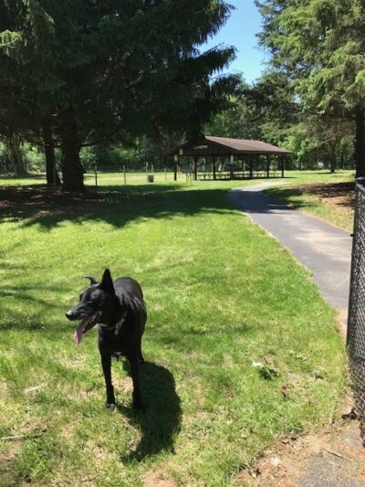 Sandy Paws Dog Park - West Bend, WI