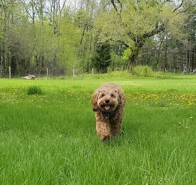 Sandy Paws Dog Park - West Bend, WI
