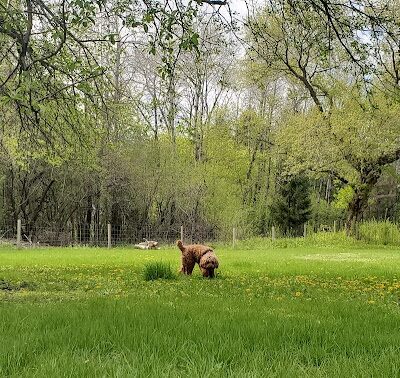Sandy Paws Dog Park - West Bend, WI
