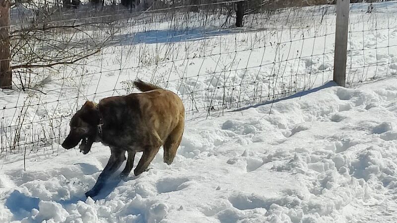 Sandy Paws Dog Park - West Bend, WI