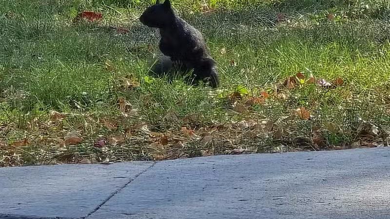American Legion Park - West Des Moines, IA