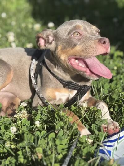 American Legion Park - West Des Moines, IA