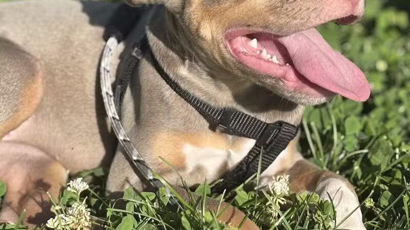 American Legion Park - West Des Moines, IA