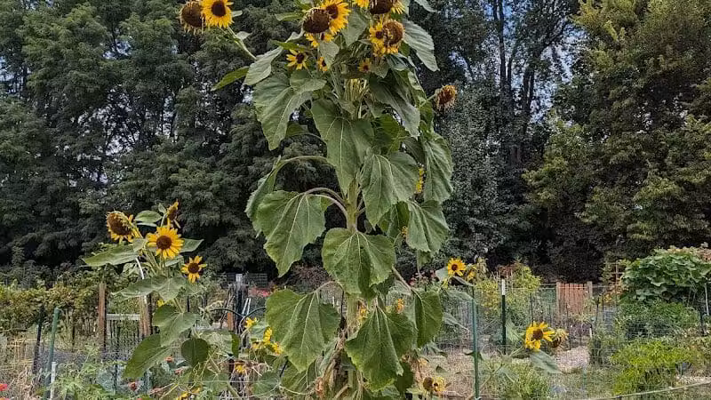 Jordan Creek Park - West Des Moines, IA