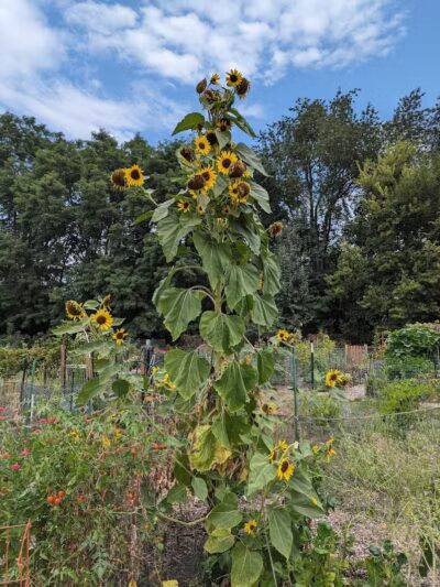 Jordan Creek Park - West Des Moines, IA