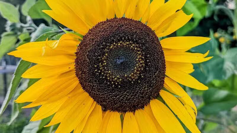Jordan Creek Park - West Des Moines, IA