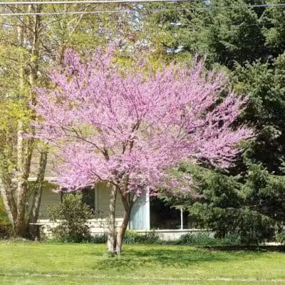 Pearson Park - West Des Moines, IA