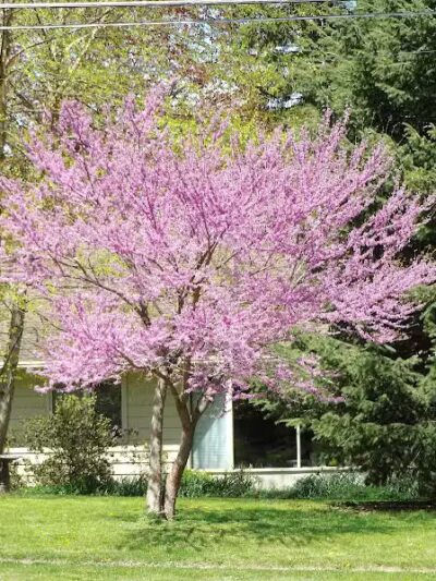 Pearson Park - West Des Moines, IA