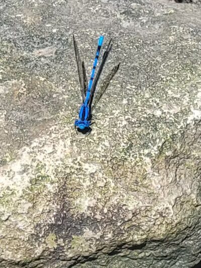 Pearson Park - West Des Moines, IA