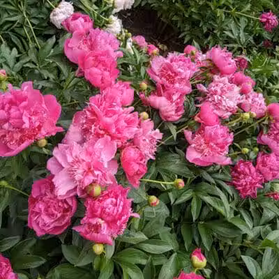 Peony Park - West Des Moines, IA