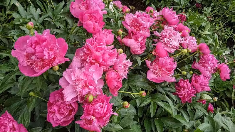 Peony Park - West Des Moines, IA