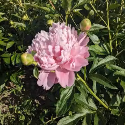 Peony Park - West Des Moines, IA