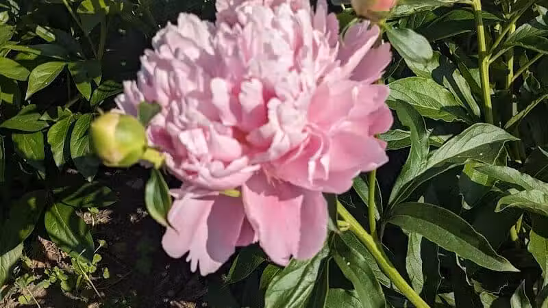 Peony Park - West Des Moines, IA