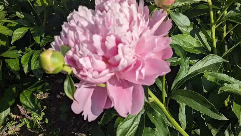 Peony Park - West Des Moines, IA