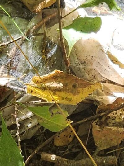 Peony Park - West Des Moines, IA