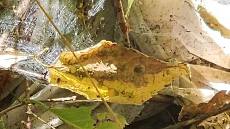 Peony Park - West Des Moines, IA