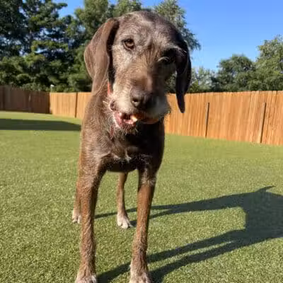 Raccoon River Kennels - West Des Moines, IA