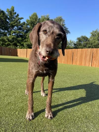 Raccoon River Kennels - West Des Moines, IA