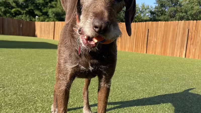 Raccoon River Kennels - West Des Moines, IA