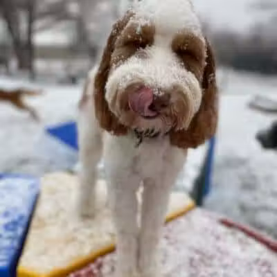 Raccoon River Kennels - West Des Moines, IA