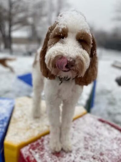 Raccoon River Kennels - West Des Moines, IA