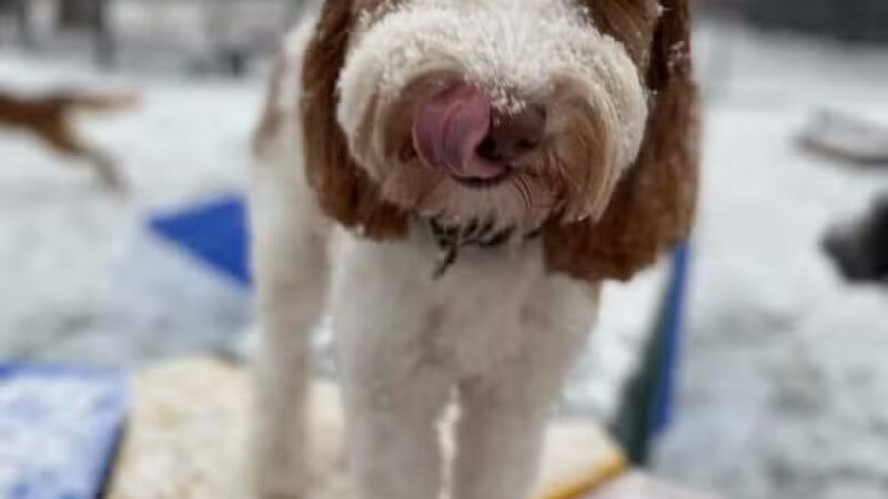 Raccoon River Kennels - West Des Moines, IA