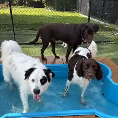 Raccoon River Kennels - West Des Moines, IA