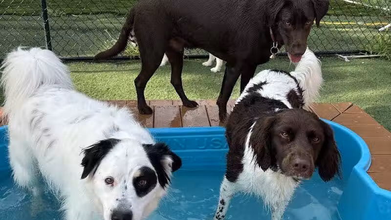 Raccoon River Kennels - West Des Moines, IA