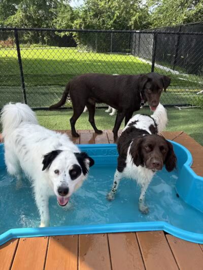 Raccoon River Kennels - West Des Moines, IA