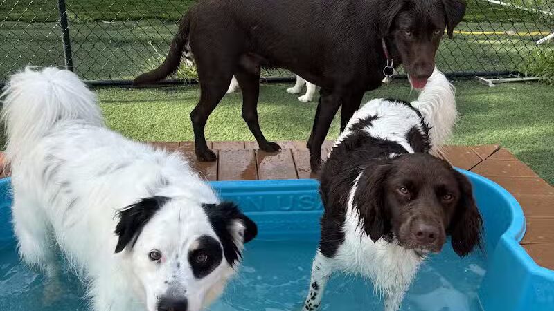 Raccoon River Kennels - West Des Moines, IA