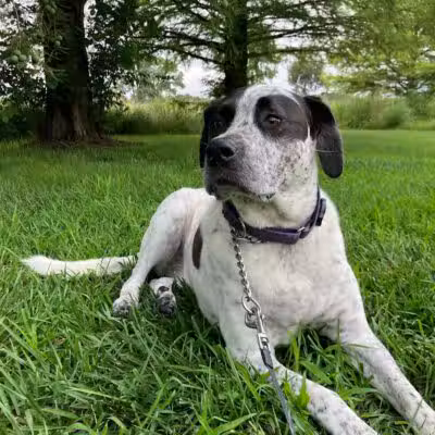 Raccoon River Kennels - West Des Moines, IA