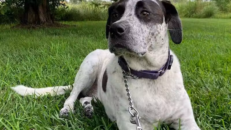 Raccoon River Kennels - West Des Moines, IA