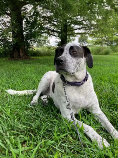 Raccoon River Kennels - West Des Moines, IA