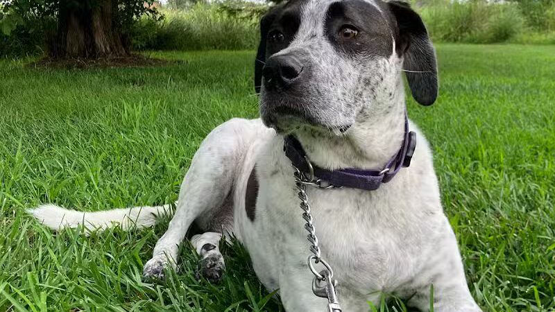 Raccoon River Kennels - West Des Moines, IA