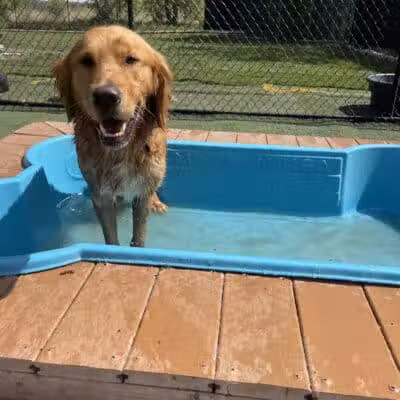 Raccoon River Kennels - West Des Moines, IA