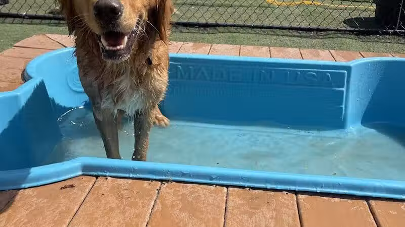 Raccoon River Kennels - West Des Moines, IA