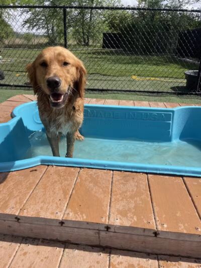 Raccoon River Kennels - West Des Moines, IA