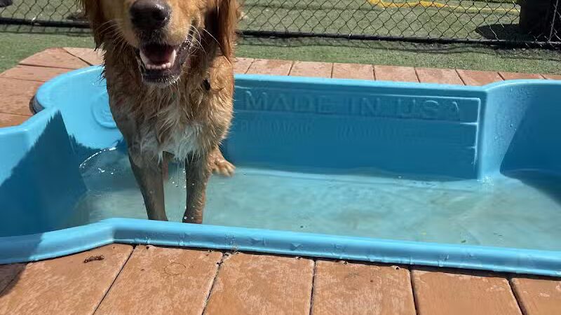 Raccoon River Kennels - West Des Moines, IA