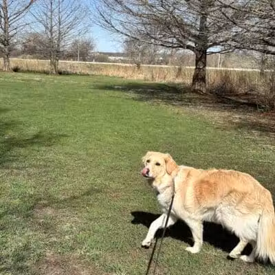Raccoon River Kennels - West Des Moines, IA