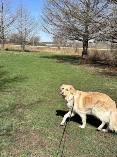 Raccoon River Kennels - West Des Moines, IA