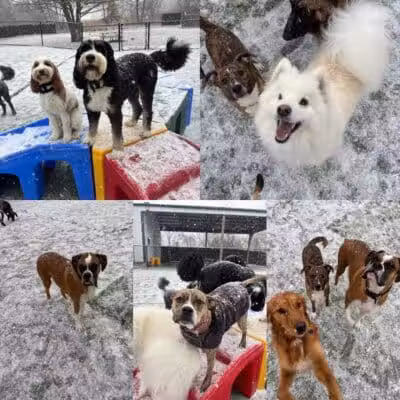 Raccoon River Kennels - West Des Moines, IA
