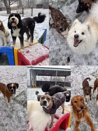 Raccoon River Kennels - West Des Moines, IA