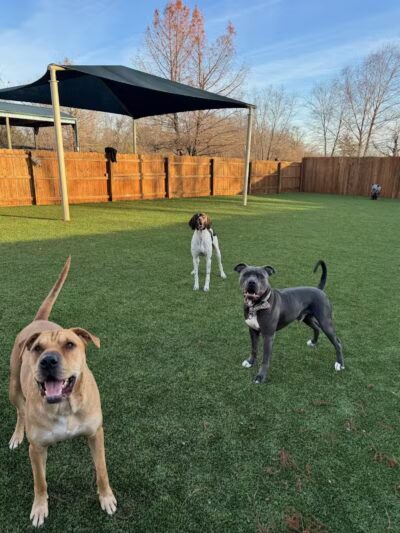 Raccoon River Kennels - West Des Moines, IA