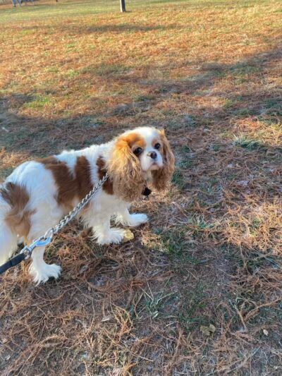 Raccoon River Kennels - West Des Moines, IA