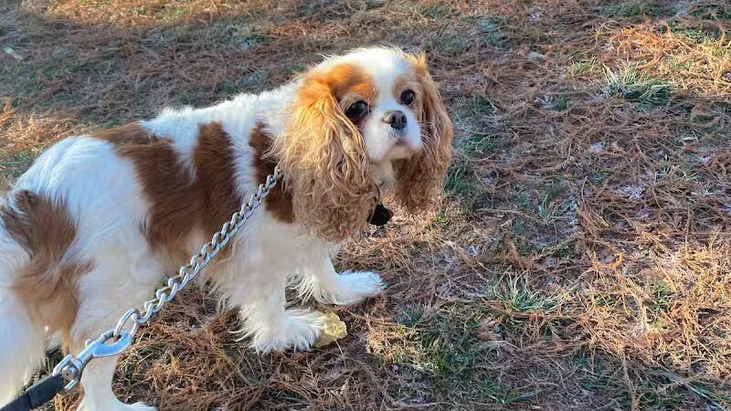 Raccoon River Kennels - West Des Moines, IA