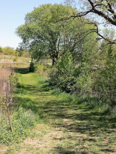 Schweitzer Woods Forest Preserve - West Dundee, IL