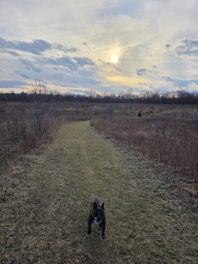 Schweitzer Woods Forest Preserve - West Dundee, IL