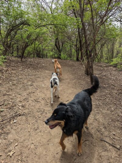 Schweitzer Woods Forest Preserve - West Dundee, IL