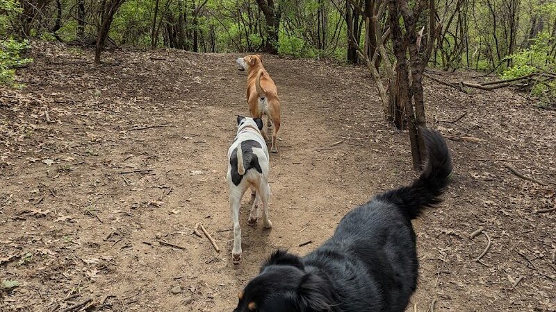Schweitzer Woods Forest Preserve - West Dundee, IL