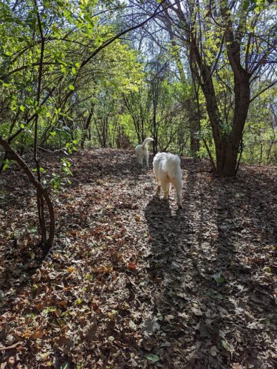 Schweitzer Woods Forest Preserve - West Dundee, IL